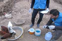 واکسیناسیون رایگان 150هزار قطعه طیوربومی علیه بیماری نیوکاسل